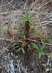 Euphorbia sp nova bronze PV2828 Mandritsara zapadne GPSEU2 Mad 2015_0967.jpg